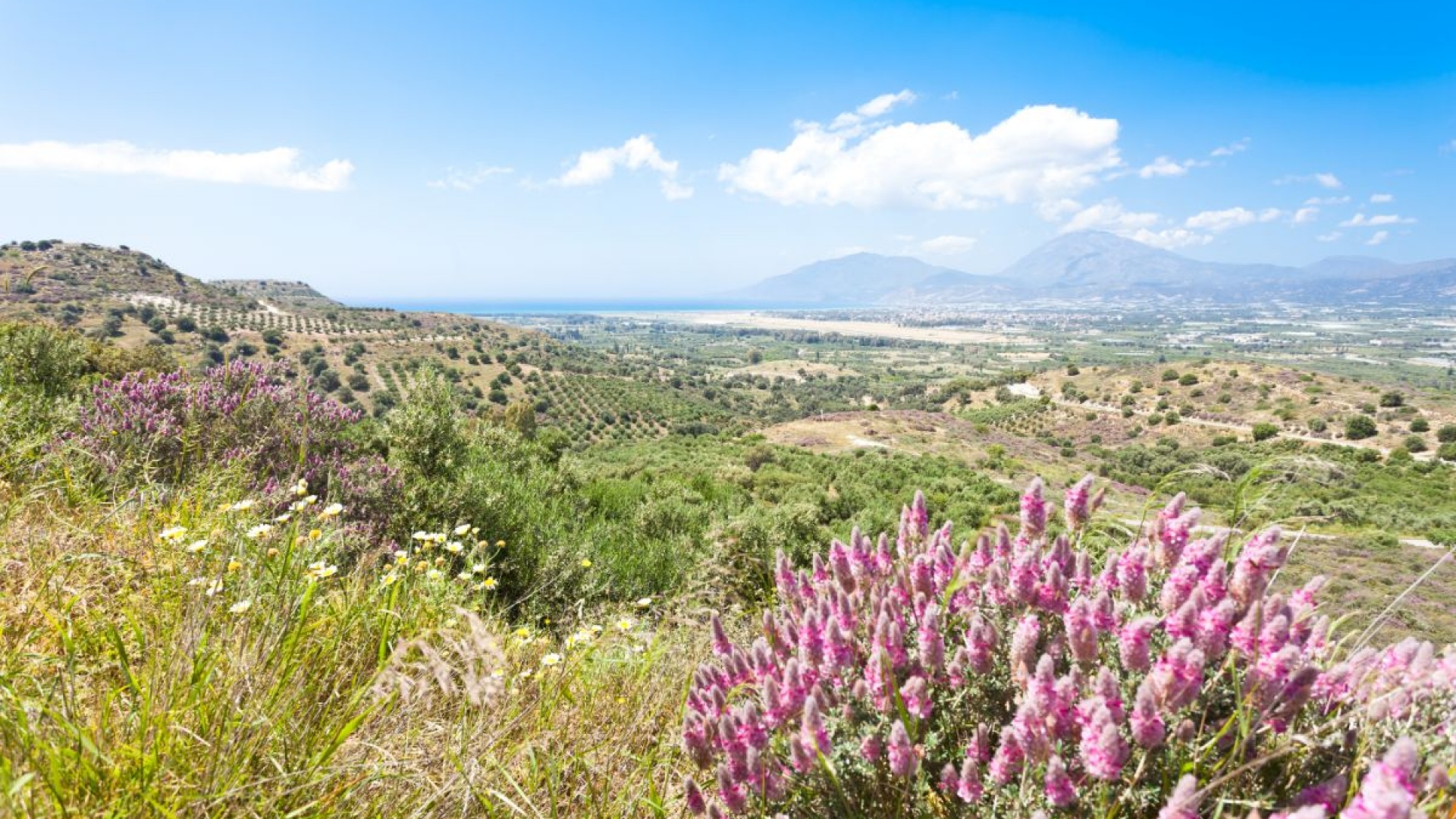Cretan Flora: A Botanical Journey Through Gardens and Orchards