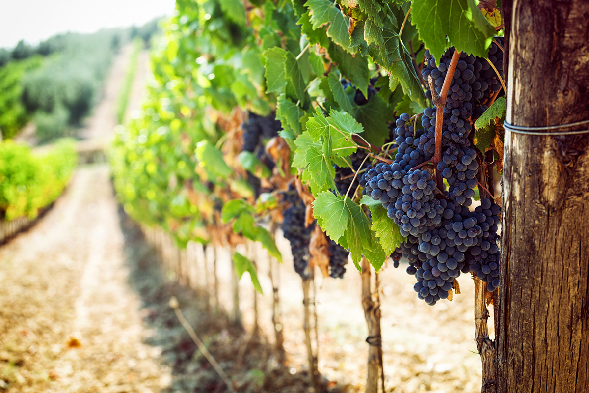Cretan Vineyards: A Journey through Wine world